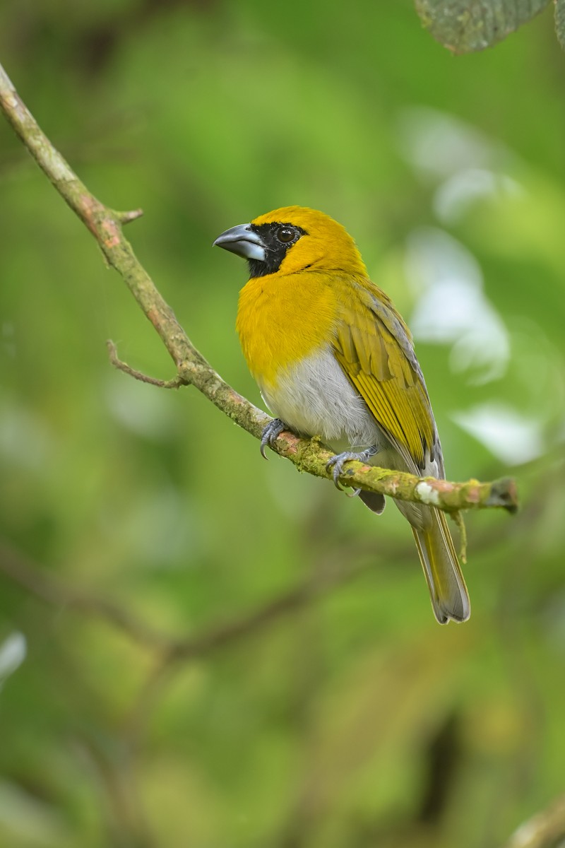 シロハラキミドリイカル - ML643953757