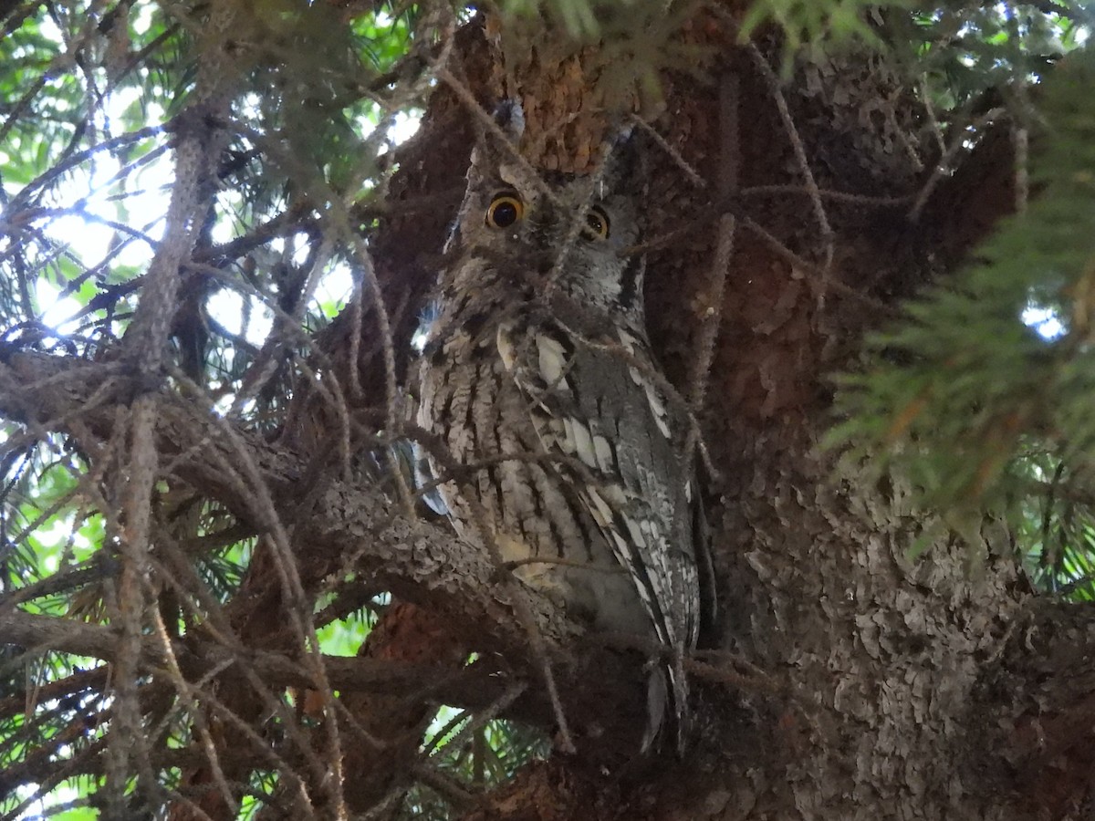 Western Screech-Owl - ML643953765