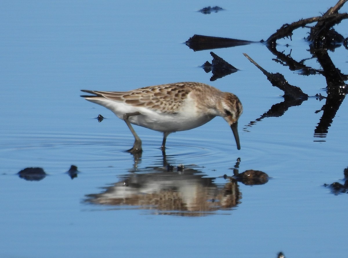 Semipalmated Sandpiper - ML643953771