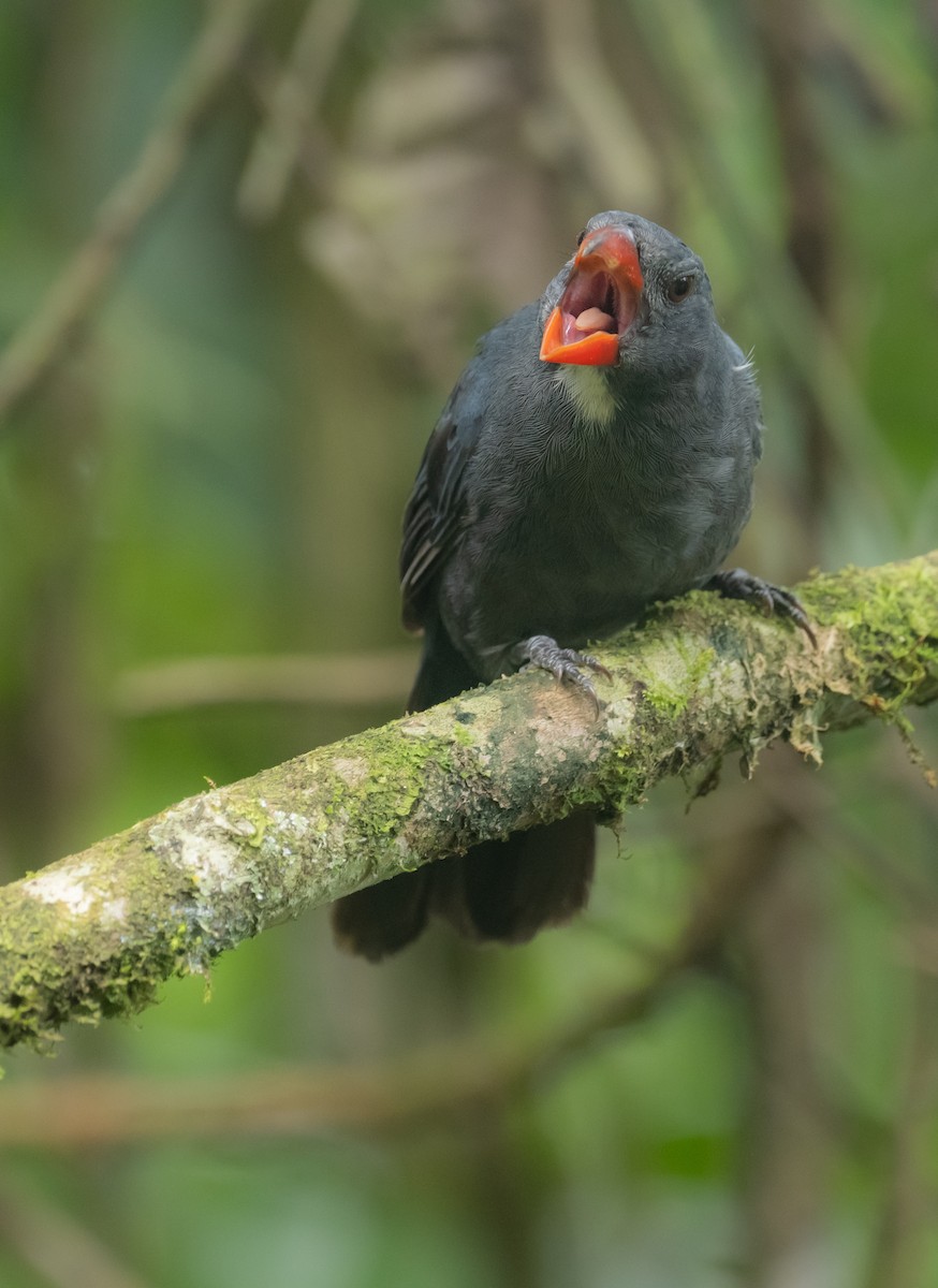 Slate-colored Grosbeak - ML643953777