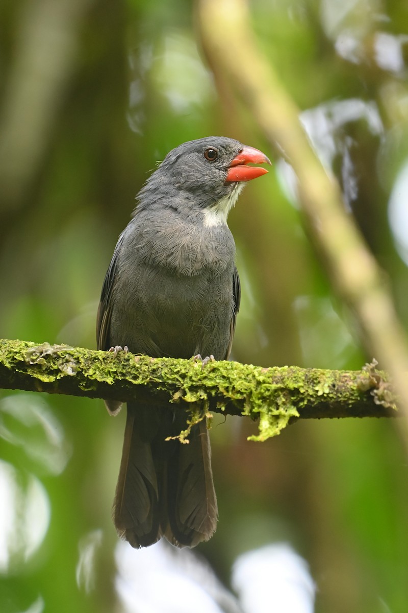Slate-colored Grosbeak - ML643953779