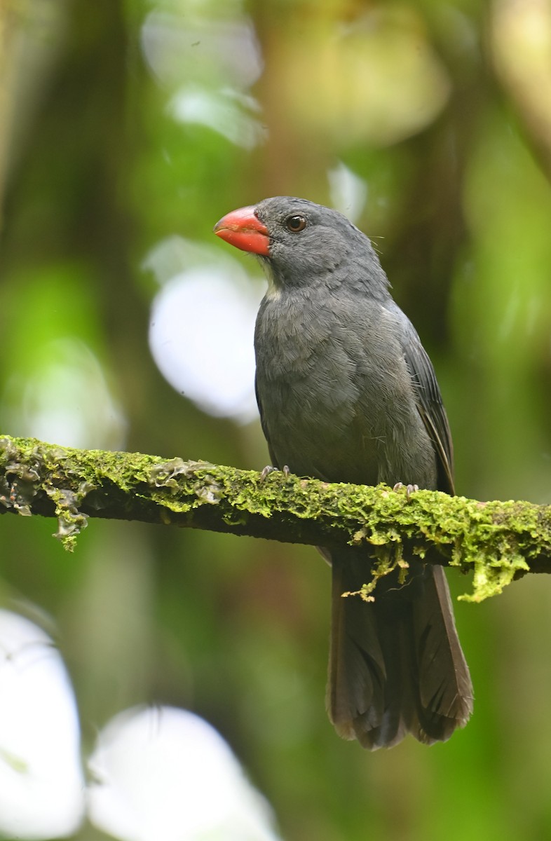 Slate-colored Grosbeak - ML643953780