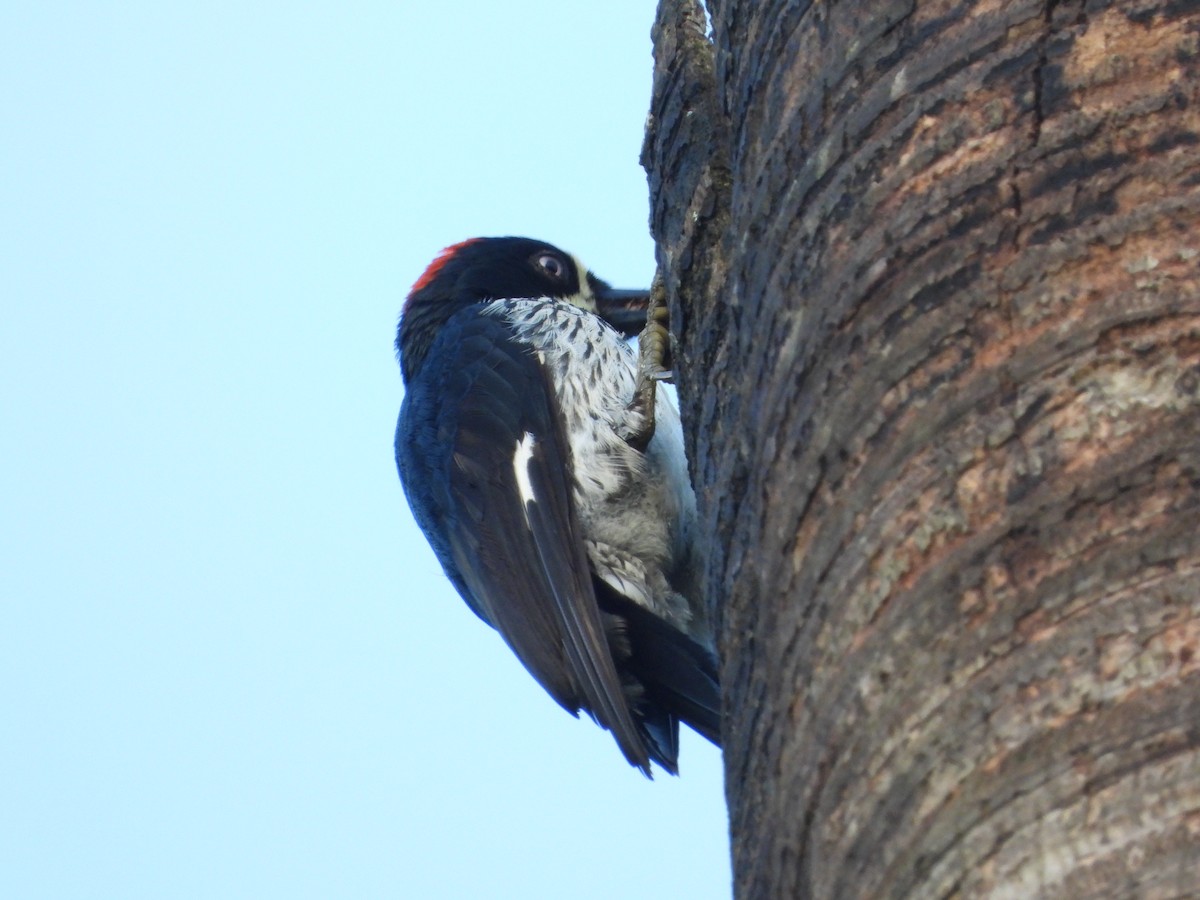Acorn Woodpecker - ML643953783