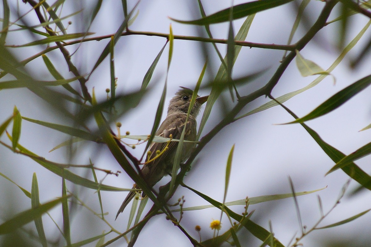 Greater Pewee - ML643953785