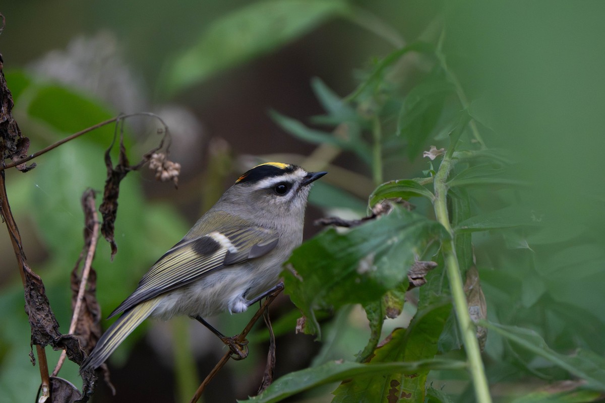 Golden-crowned Kinglet - ML643953786