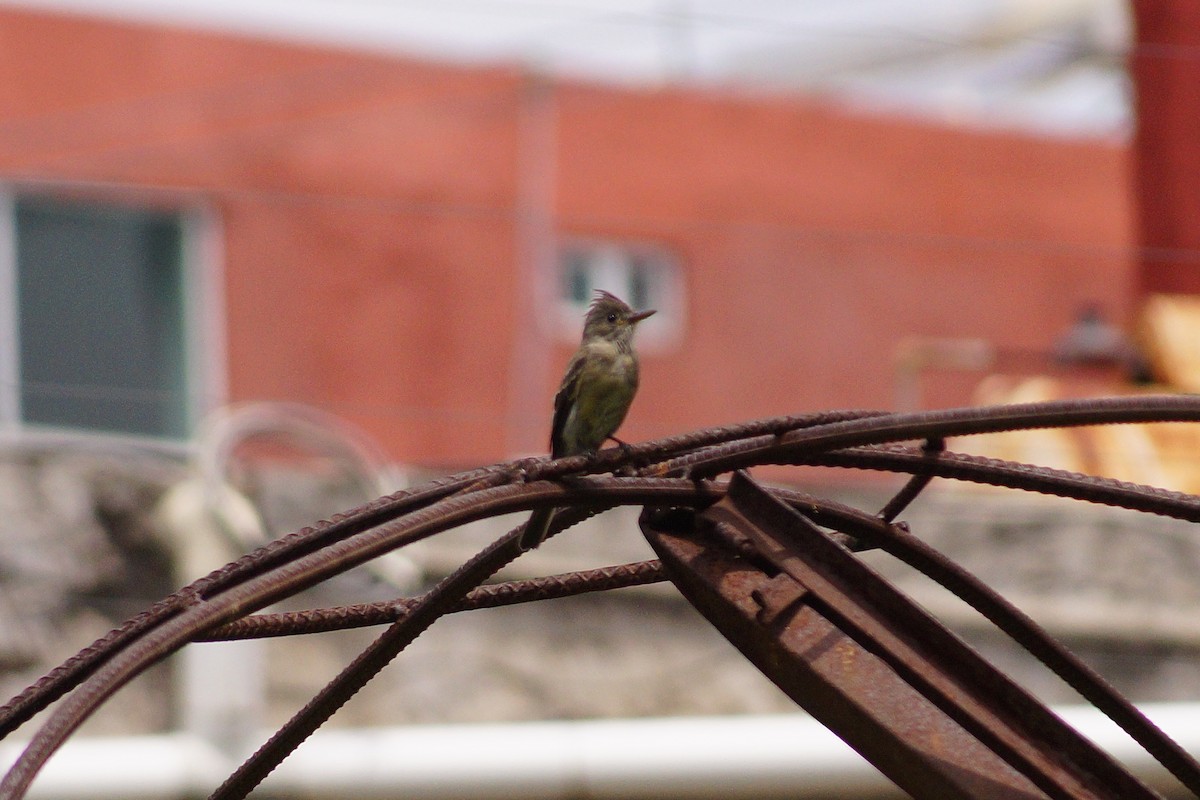 Greater Pewee - ML643953802