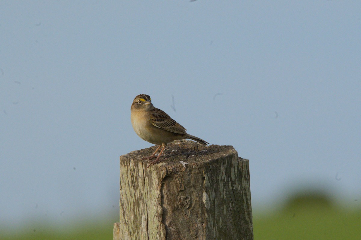Grassland Sparrow - ML643953805