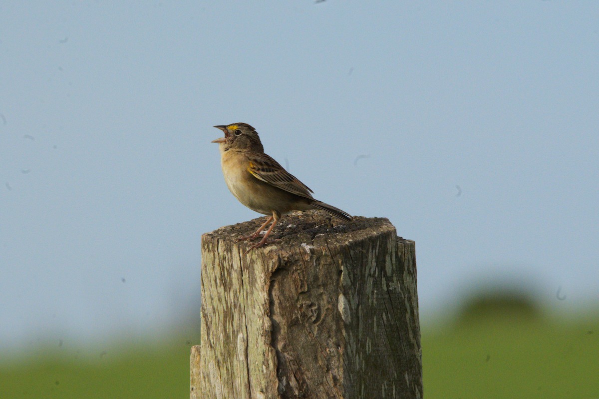 Grassland Sparrow - ML643953806