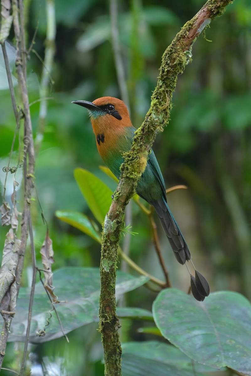 Broad-billed Motmot - ML643953817