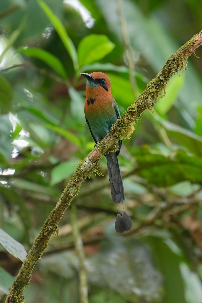Broad-billed Motmot - ML643953818