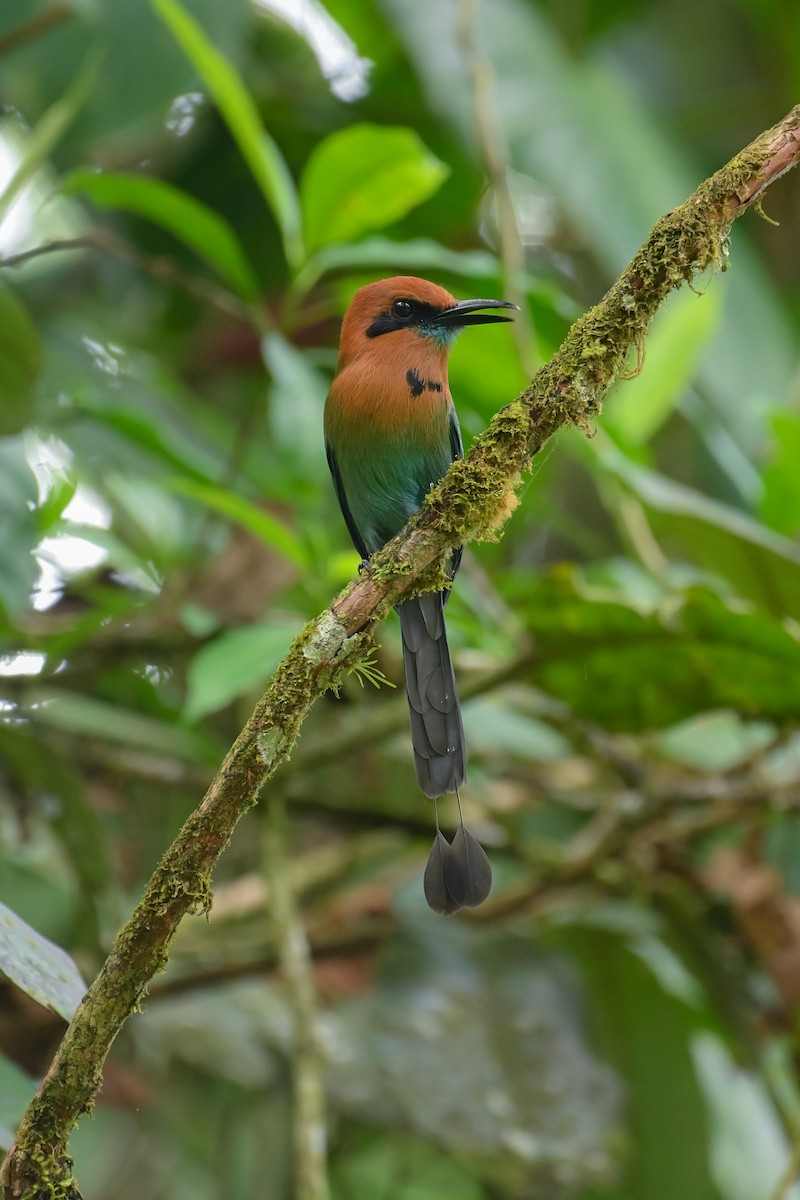 Broad-billed Motmot - ML643953819