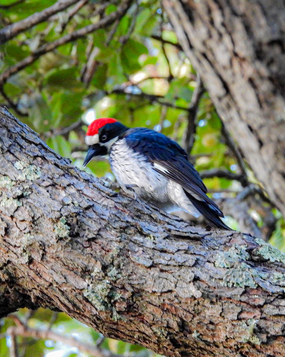 Acorn Woodpecker - ML643953825