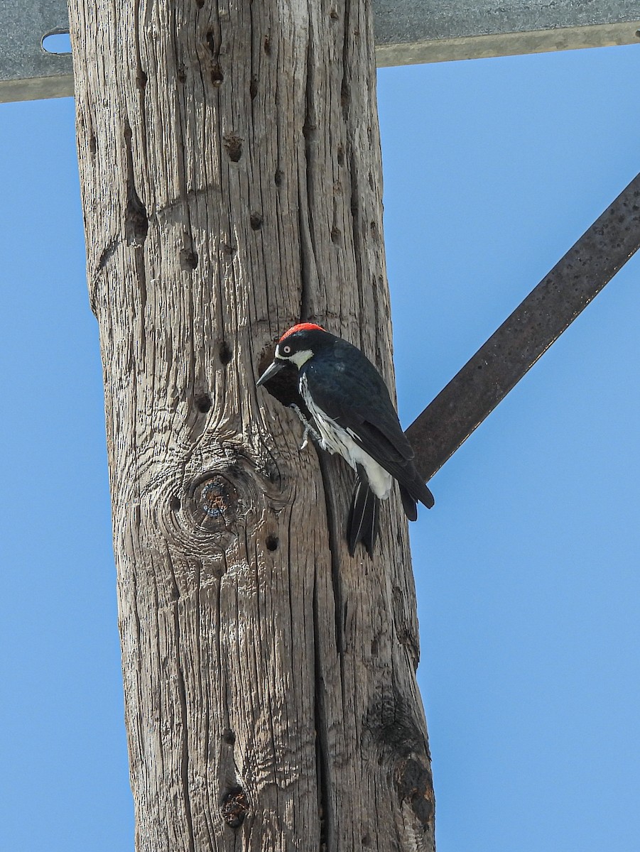 Acorn Woodpecker - ML643953826