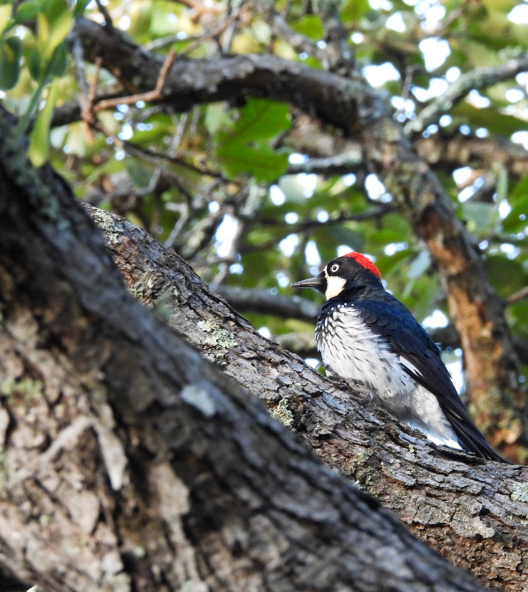 Acorn Woodpecker - ML643953827