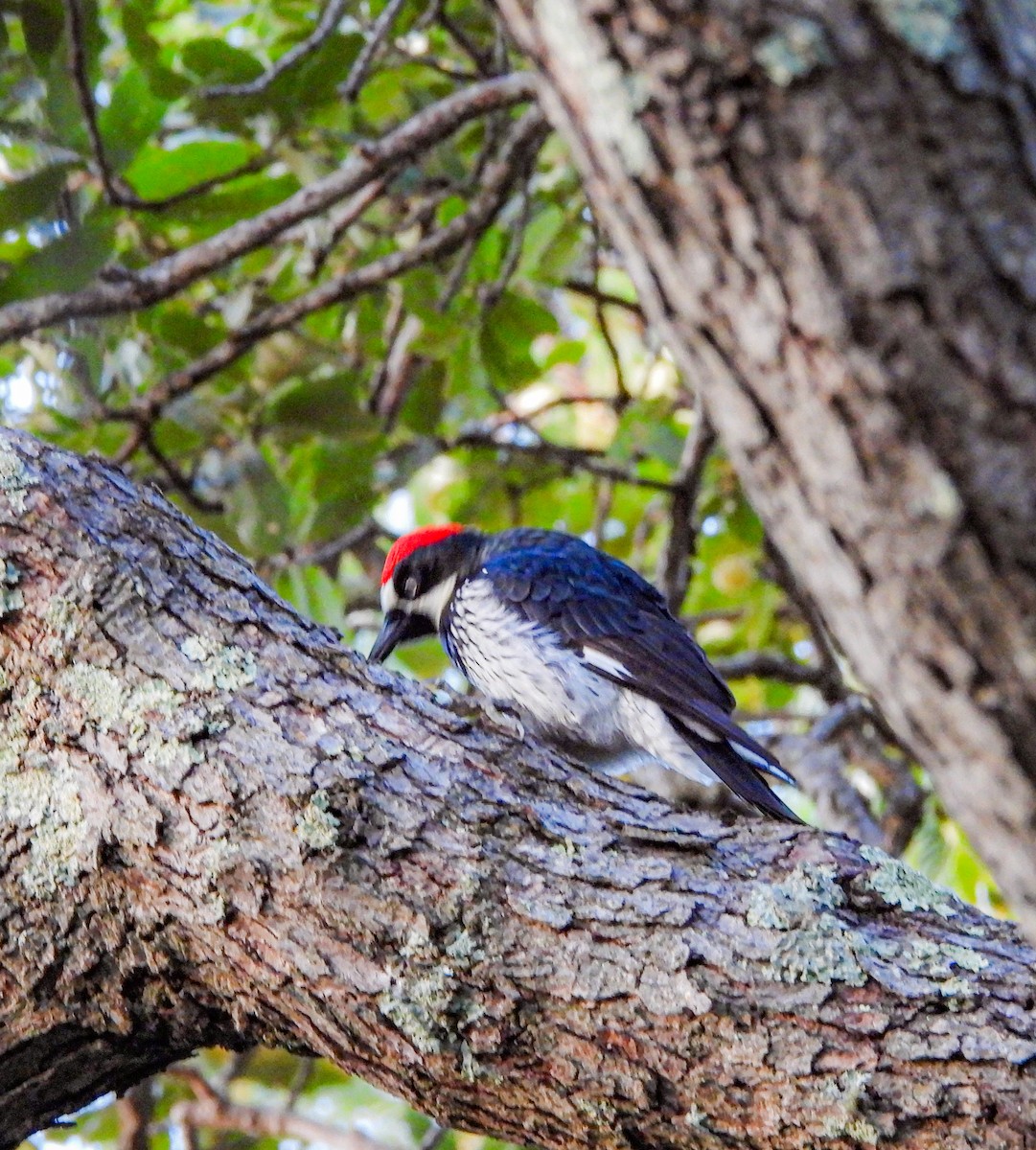 Acorn Woodpecker - ML643953828