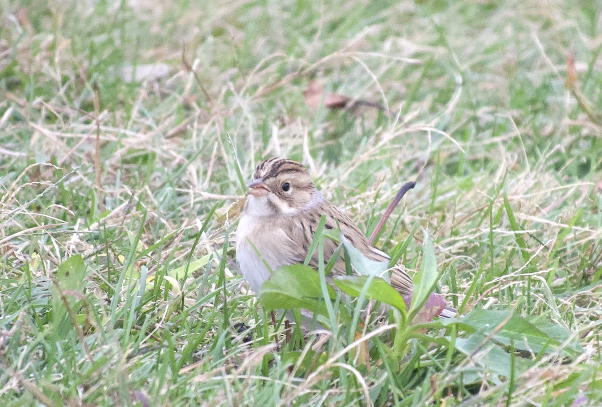 Clay-colored Sparrow - ML643953839