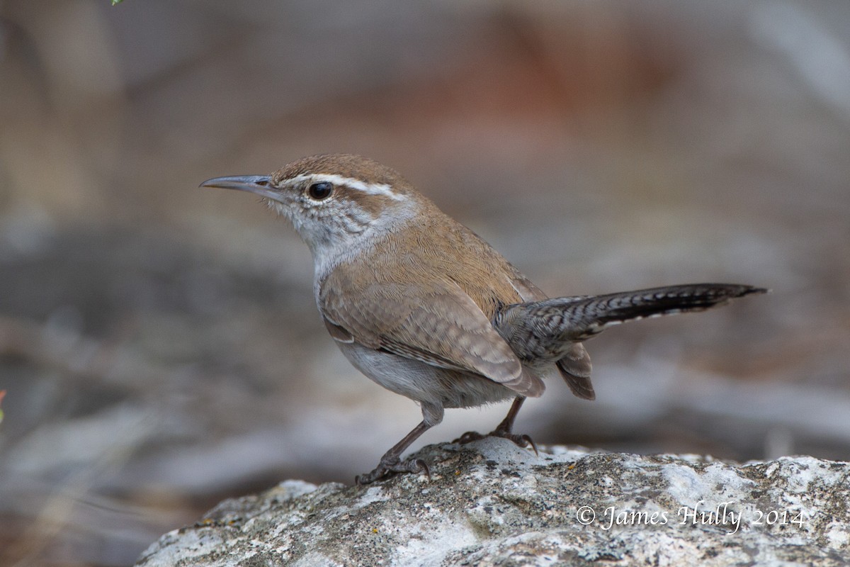 Bewick's Wren - ML643953862