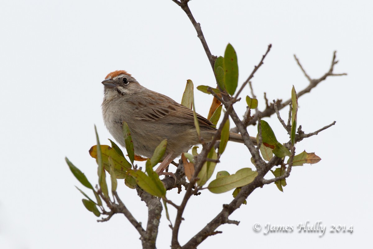 Rufous-crowned Sparrow - ML643953867