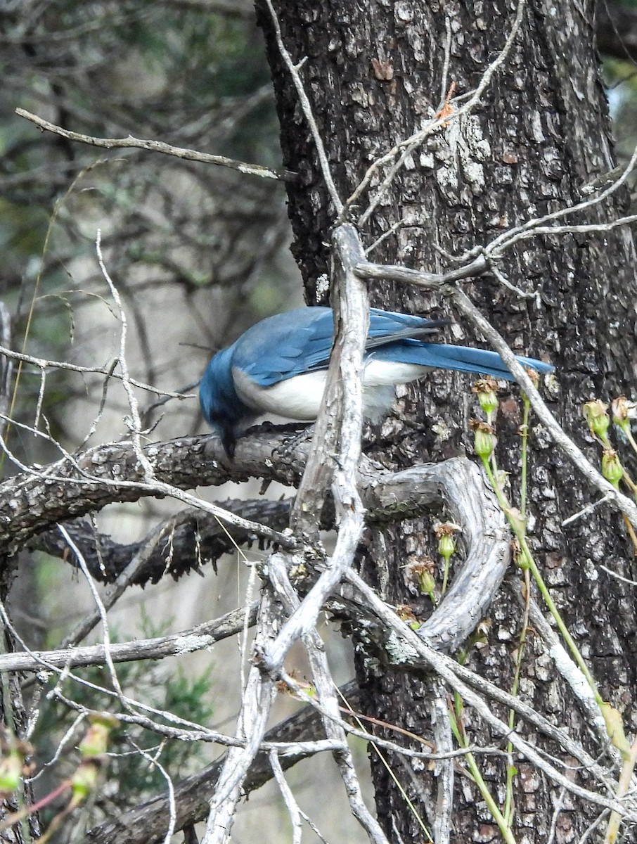 Mexican Jay - ML643953868