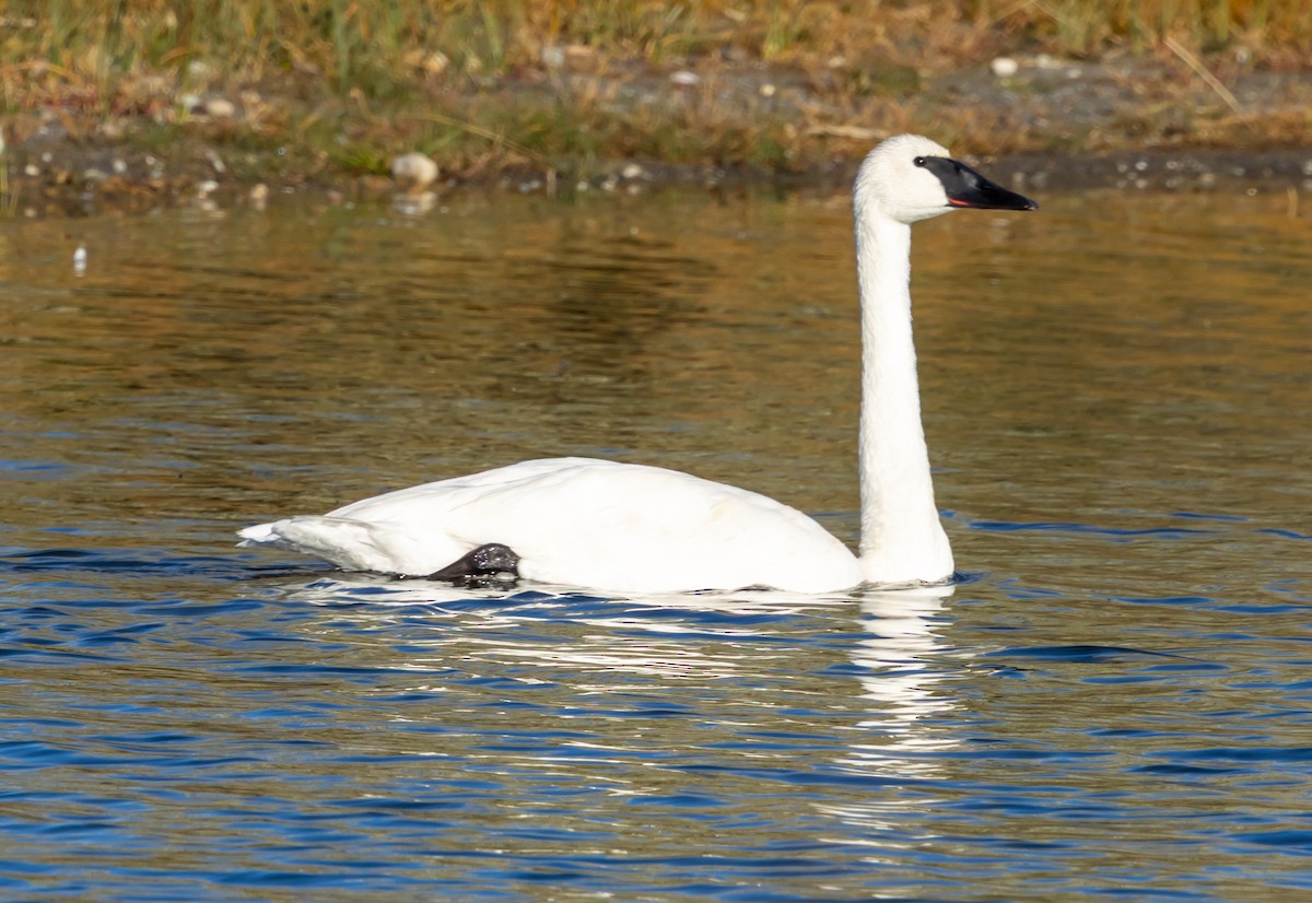 trompetsvane - ML643953873