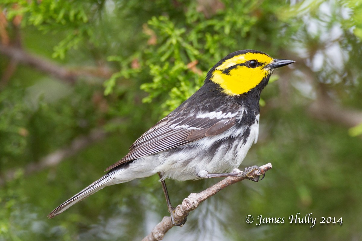 Golden-cheeked Warbler - ML643953875