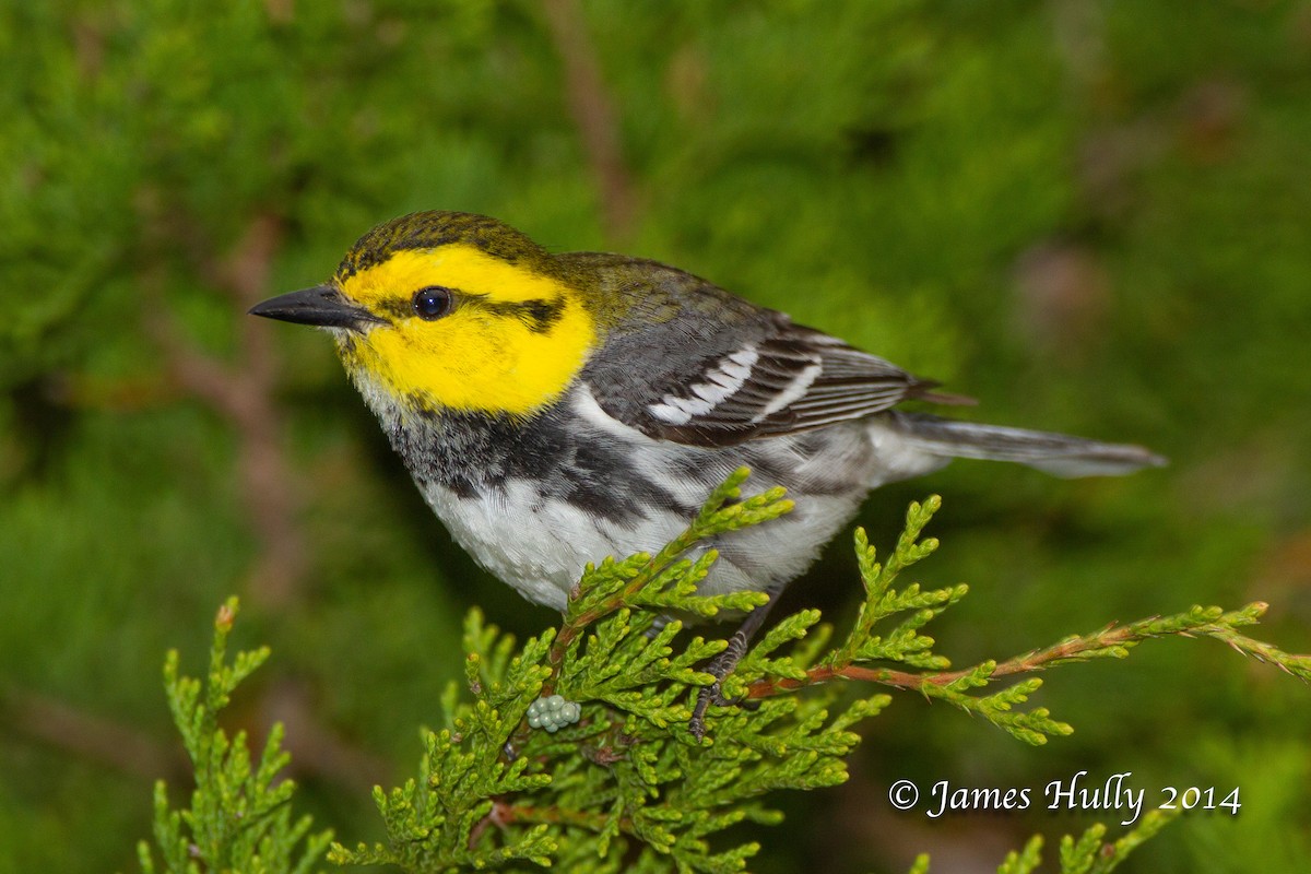 Golden-cheeked Warbler - ML643953877