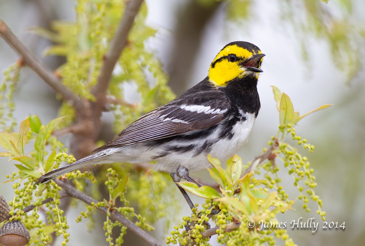 Golden-cheeked Warbler - ML643953879