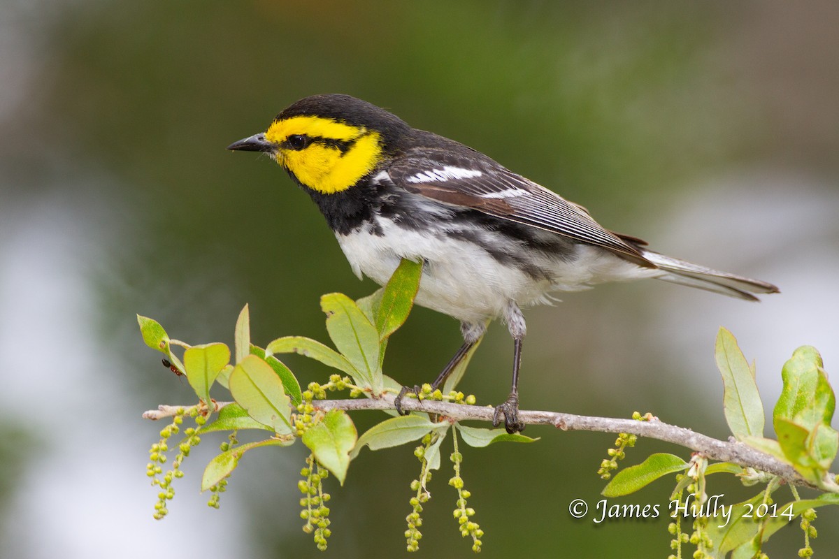 Golden-cheeked Warbler - ML643953880