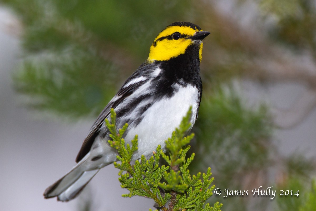 Golden-cheeked Warbler - ML643953895
