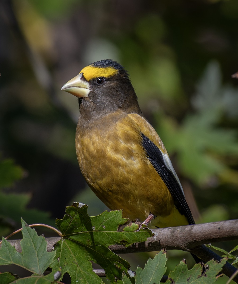 Evening Grosbeak - ML643953904