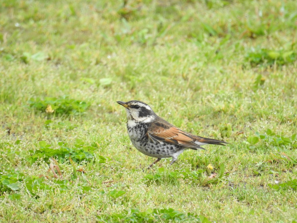 Dusky Thrush - ML643953908