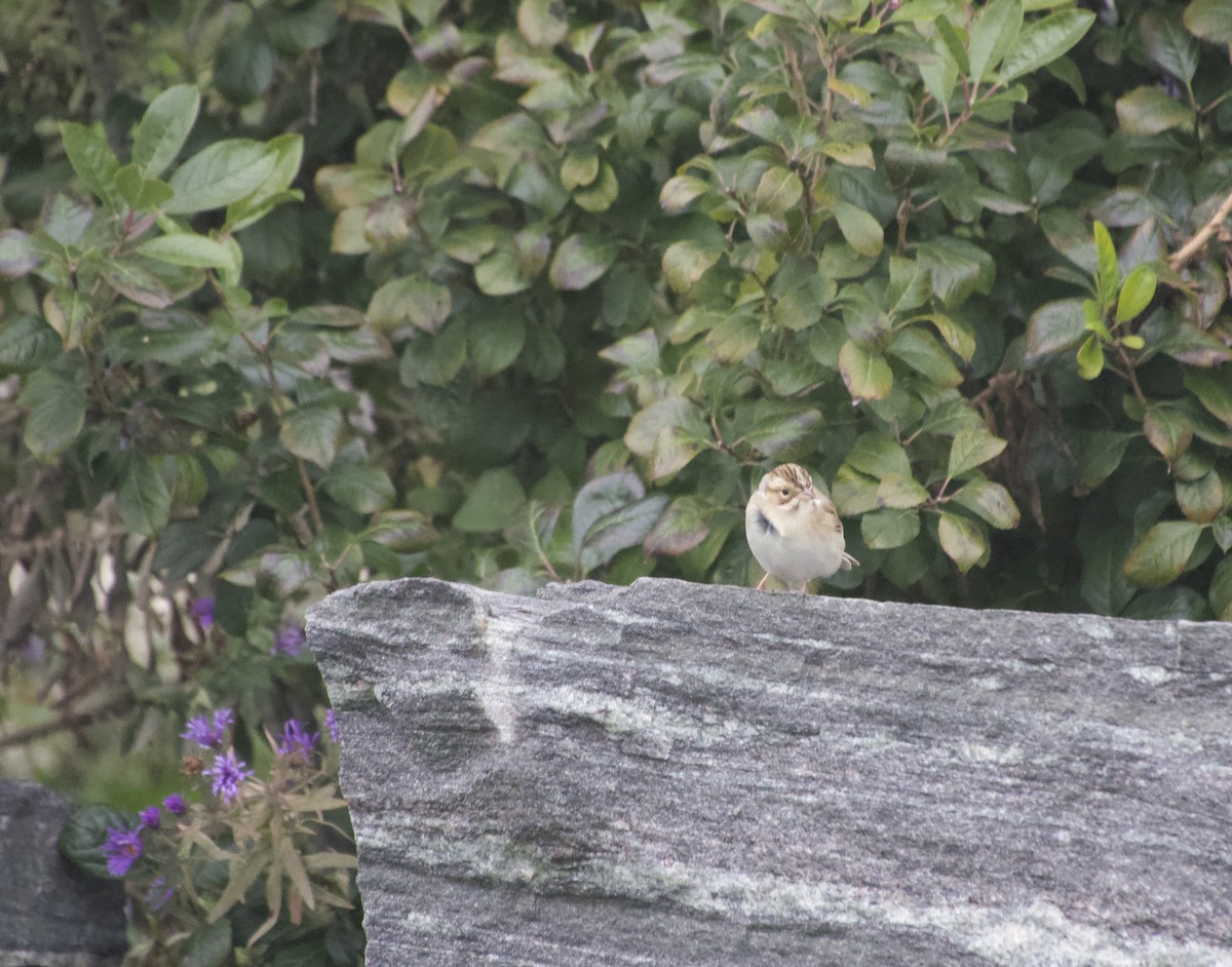 Clay-colored Sparrow - ML643953911