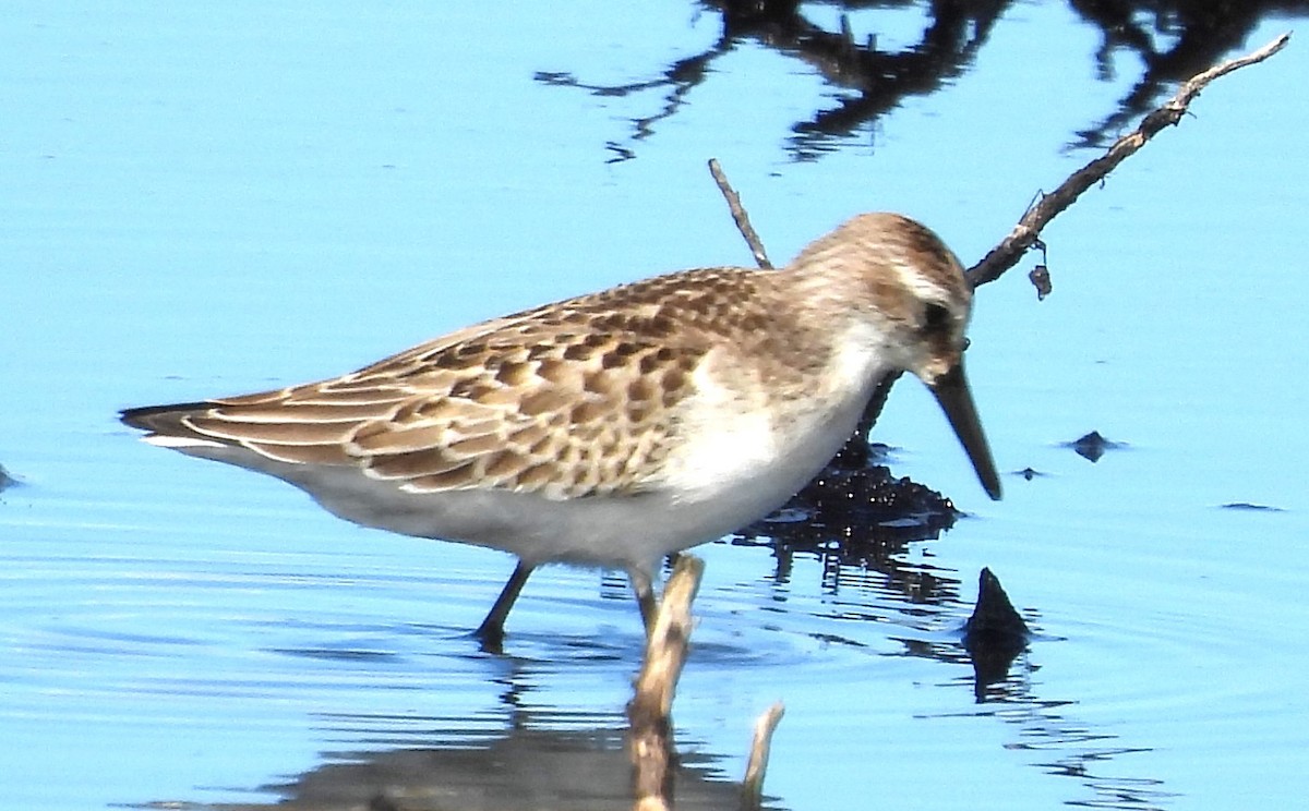 Semipalmated Sandpiper - ML643953926