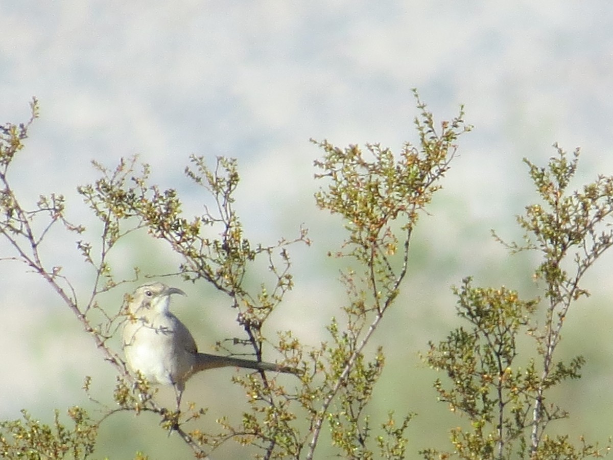 LeConte's Thrasher - ML643953930