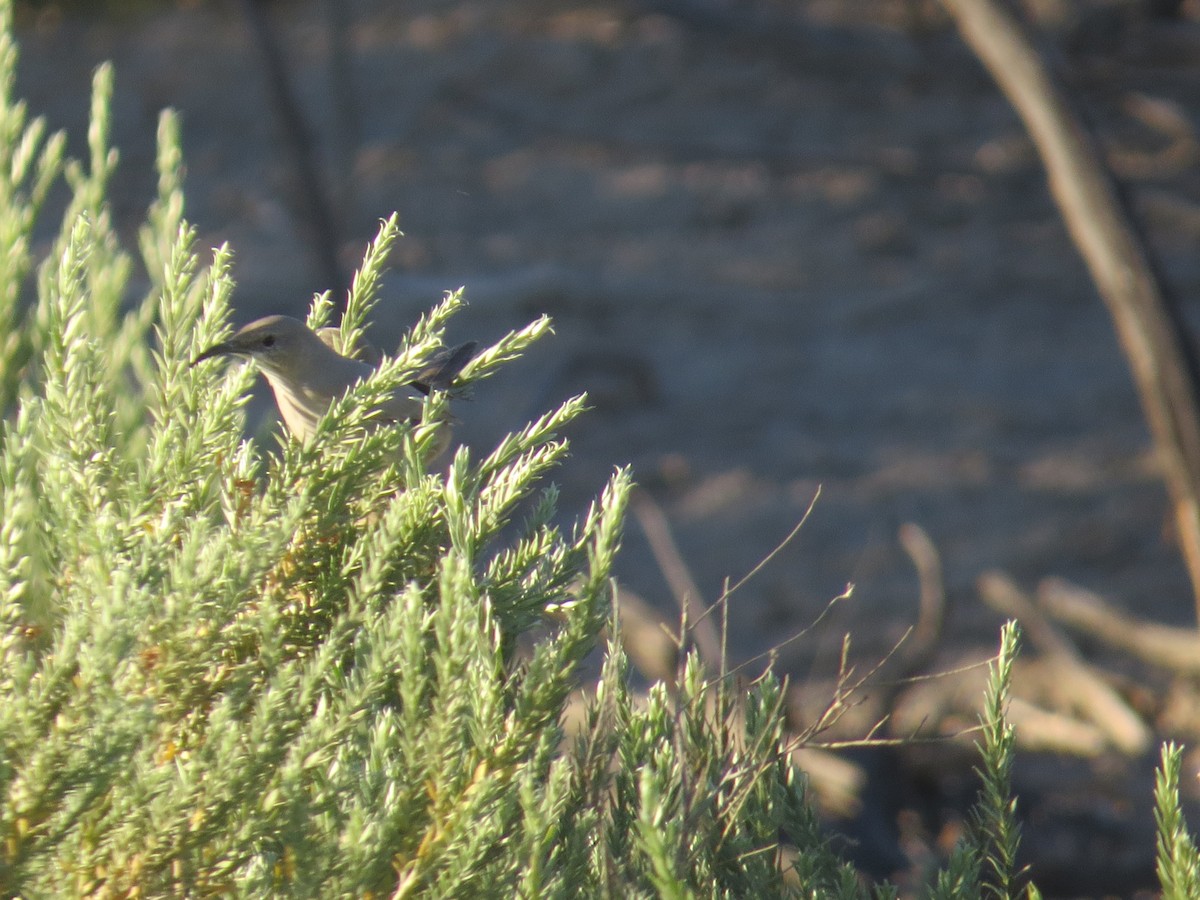 LeConte's Thrasher - ML643953931