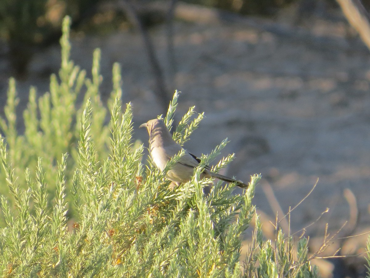 LeConte's Thrasher - ML643953932