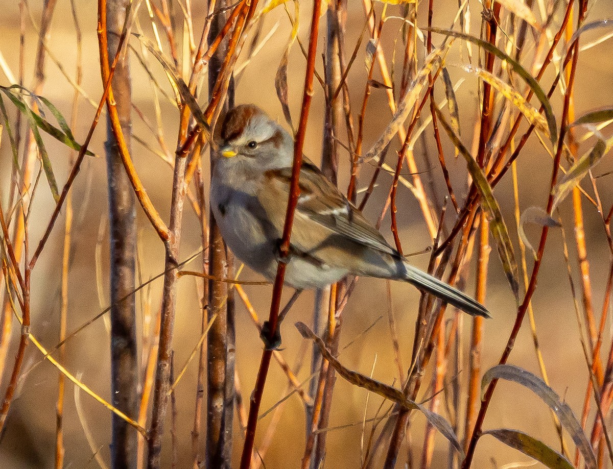 American Tree Sparrow - ML643953933