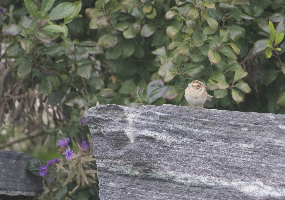 Clay-colored Sparrow - ML643953935