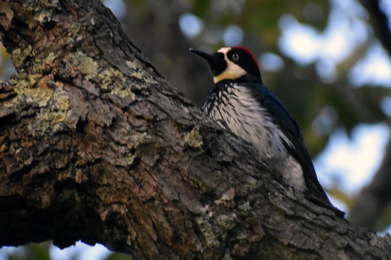 Acorn Woodpecker - ML643953938