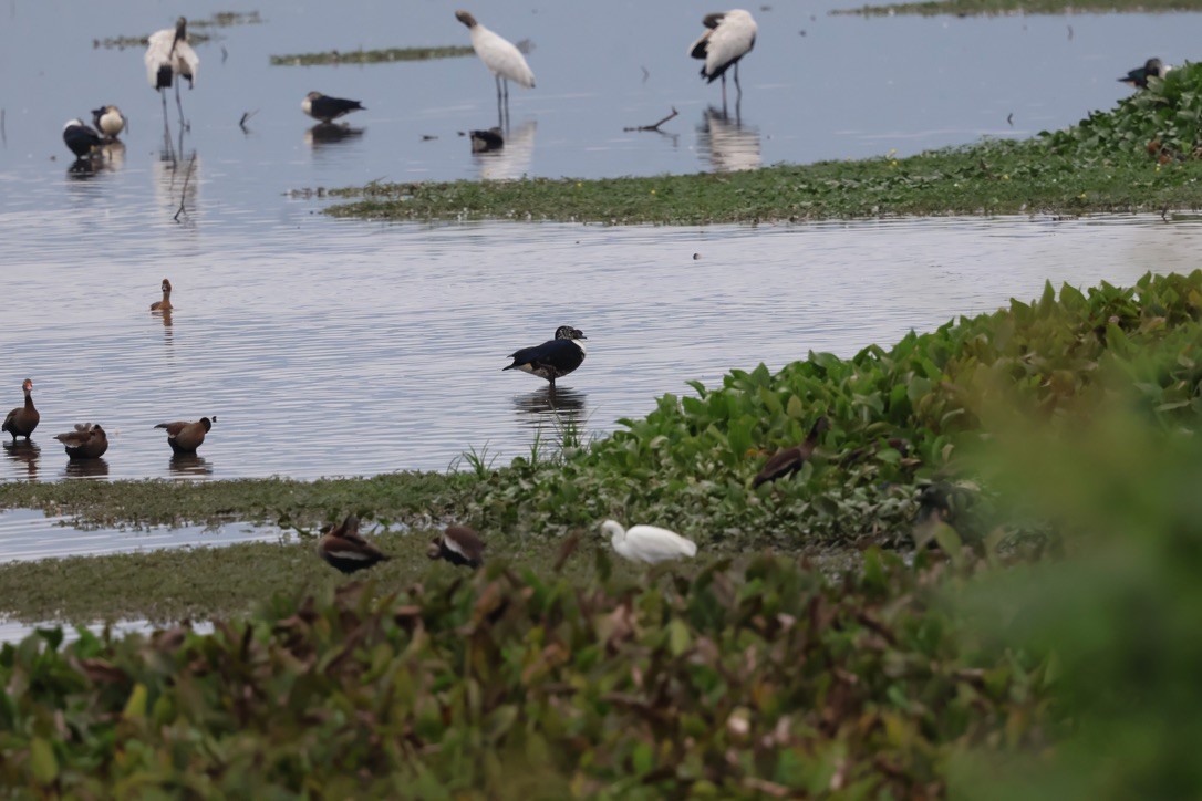 Muscovy Duck - ML643953951