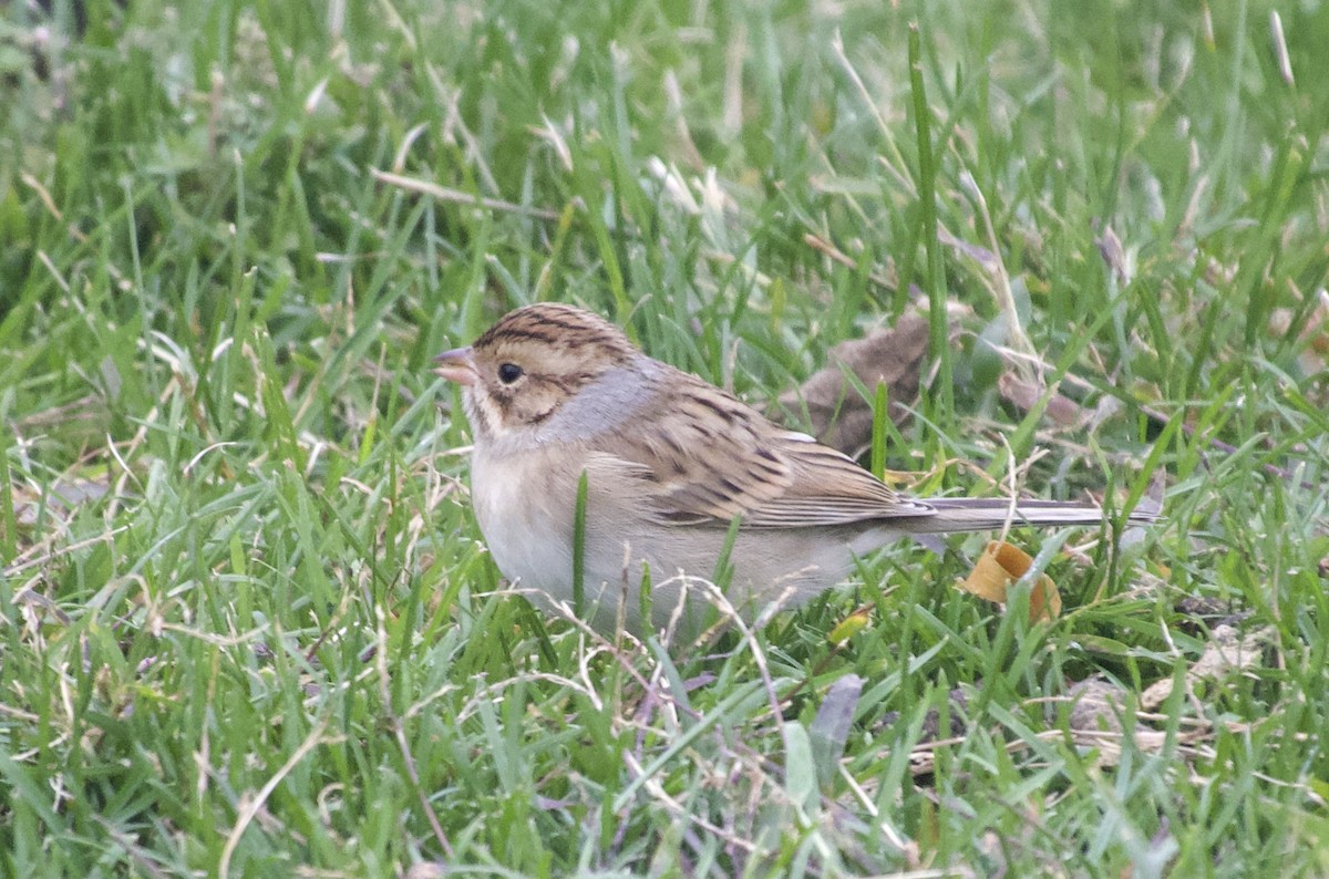 Clay-colored Sparrow - ML643953956