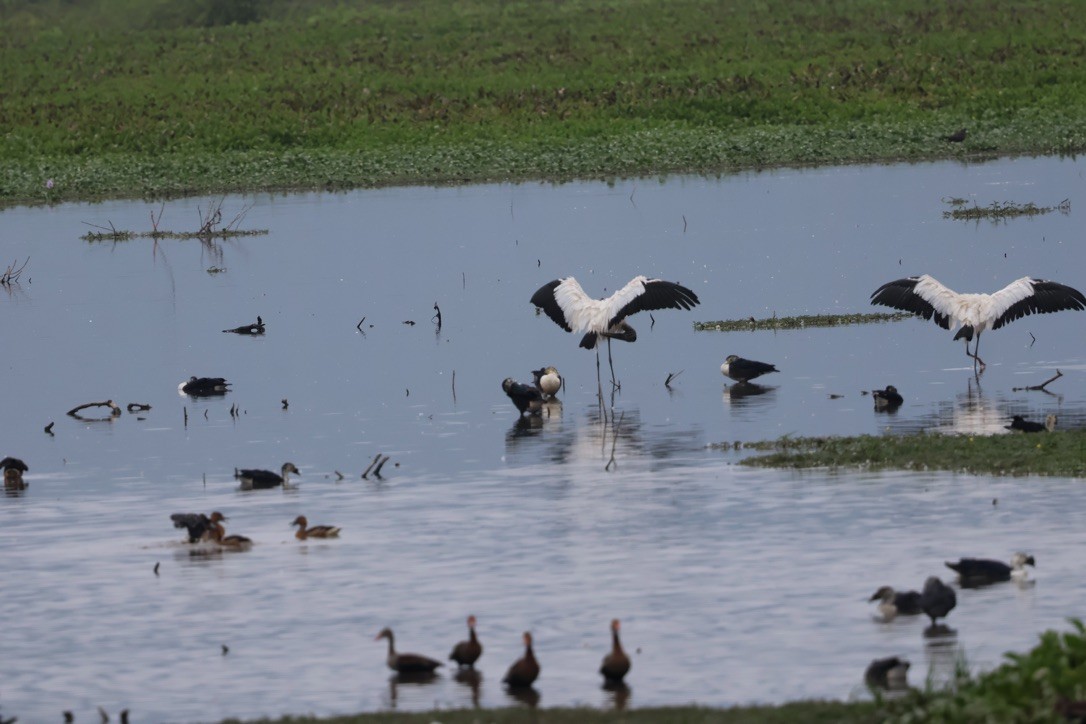 Wood Stork - ML643953957