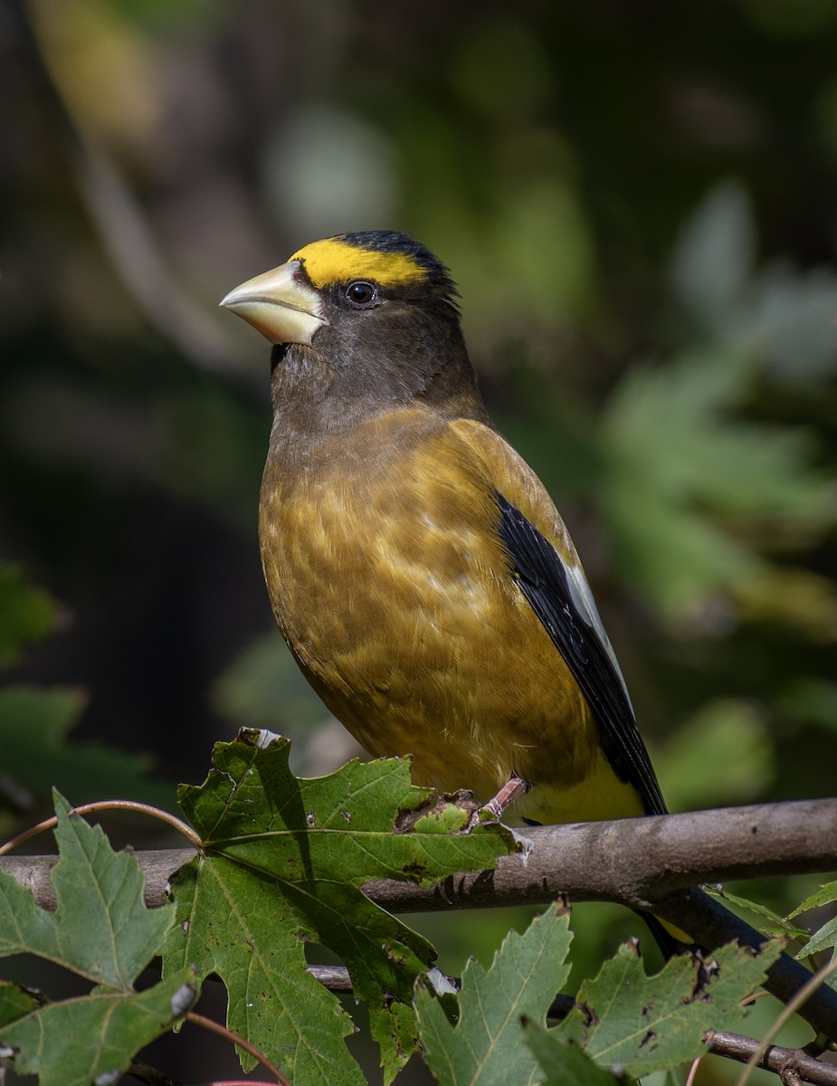 Evening Grosbeak - ML643953959