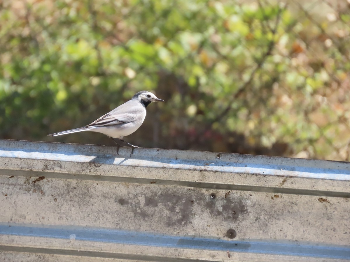 White Wagtail (Masked) - ML643953963