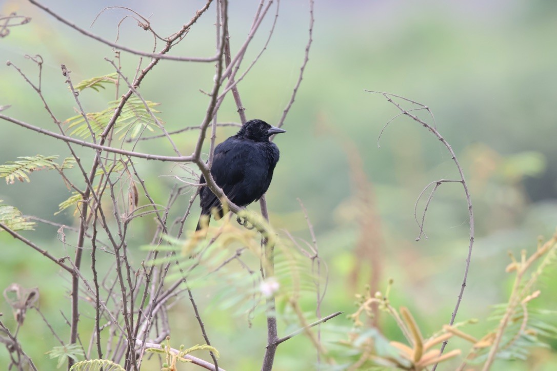 Scrub Blackbird - ML643953965