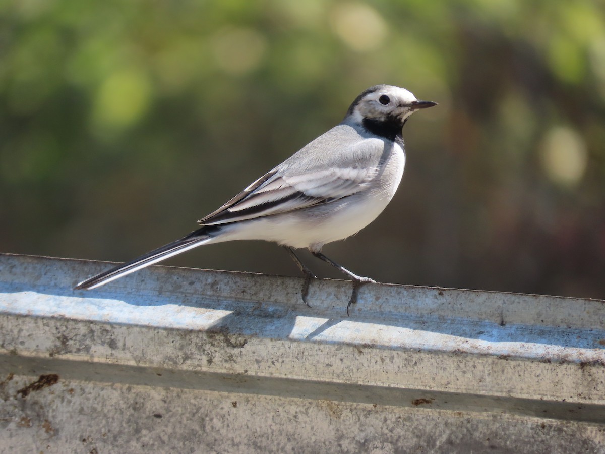 White Wagtail (Masked) - ML643953966
