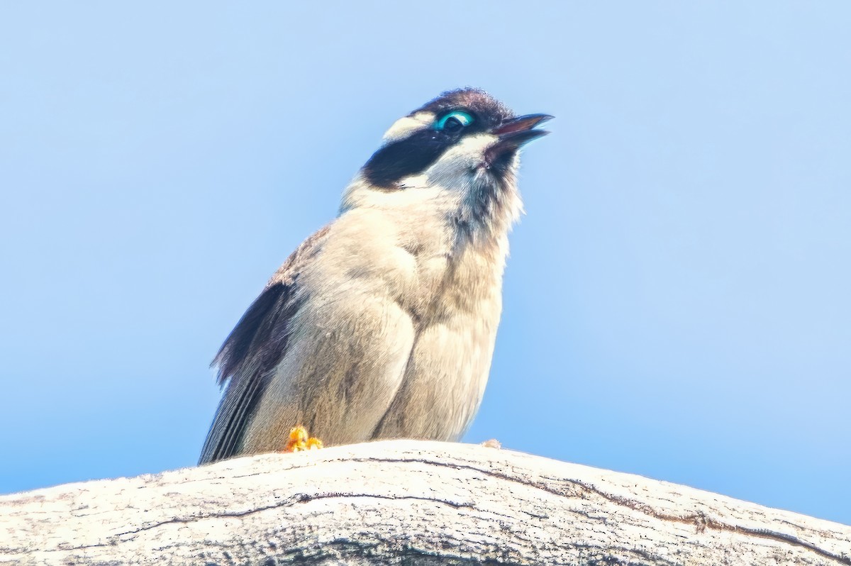 ノドグロハチマキミツスイ（gularis） - ML643953967