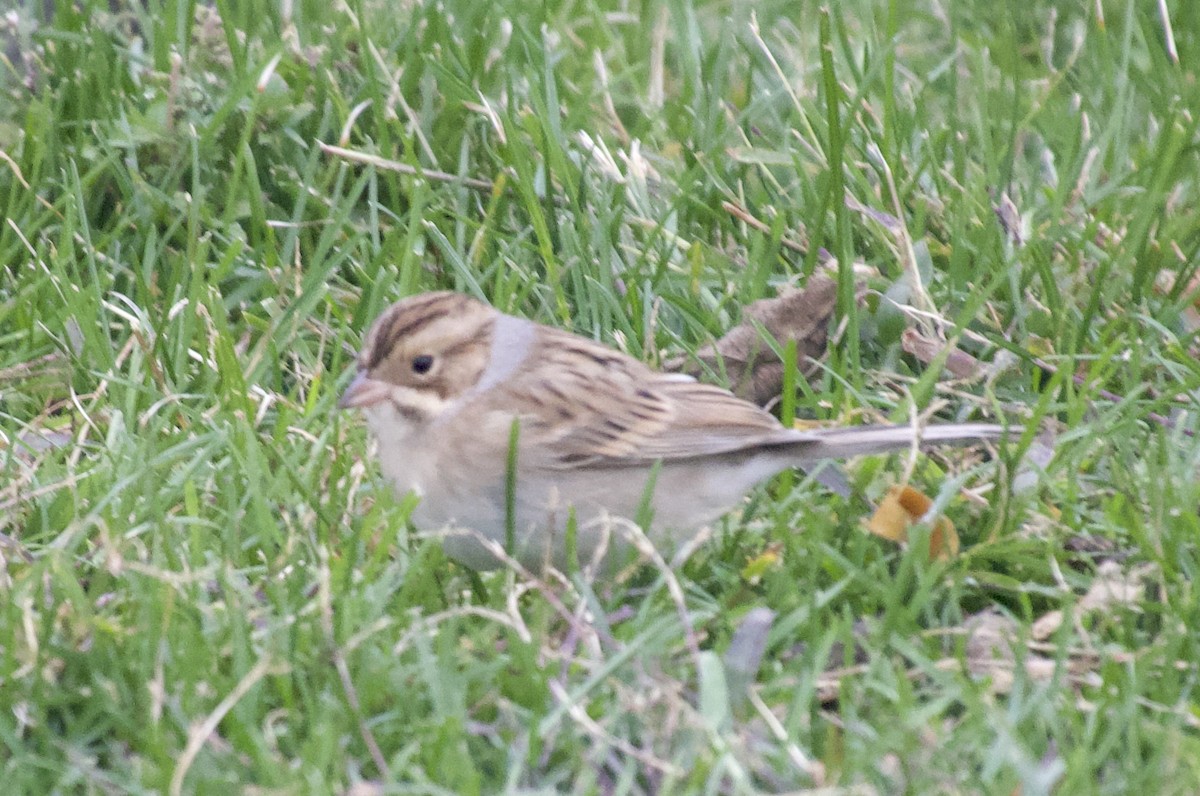 Clay-colored Sparrow - ML643953985