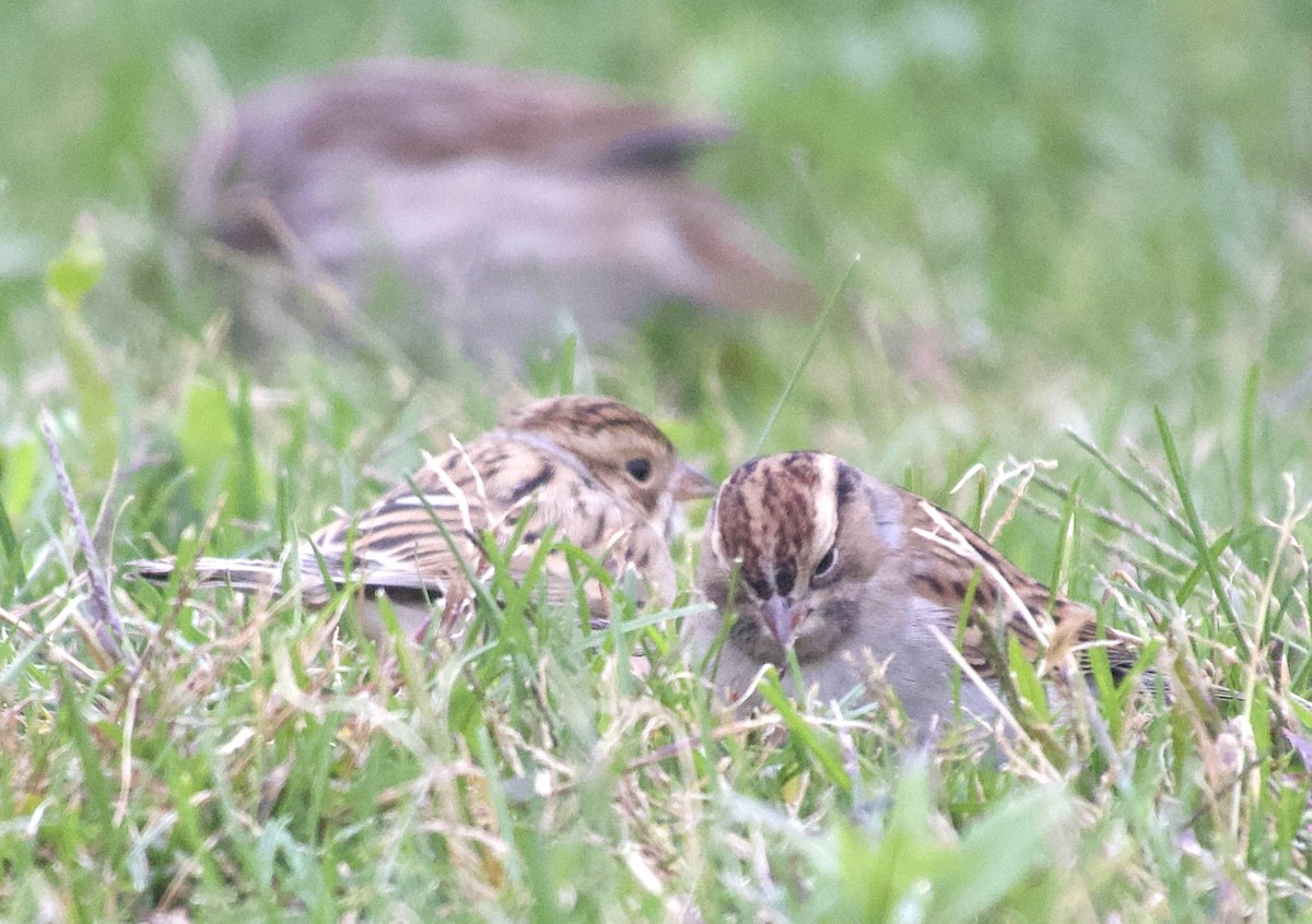 Clay-colored Sparrow - ML643954017