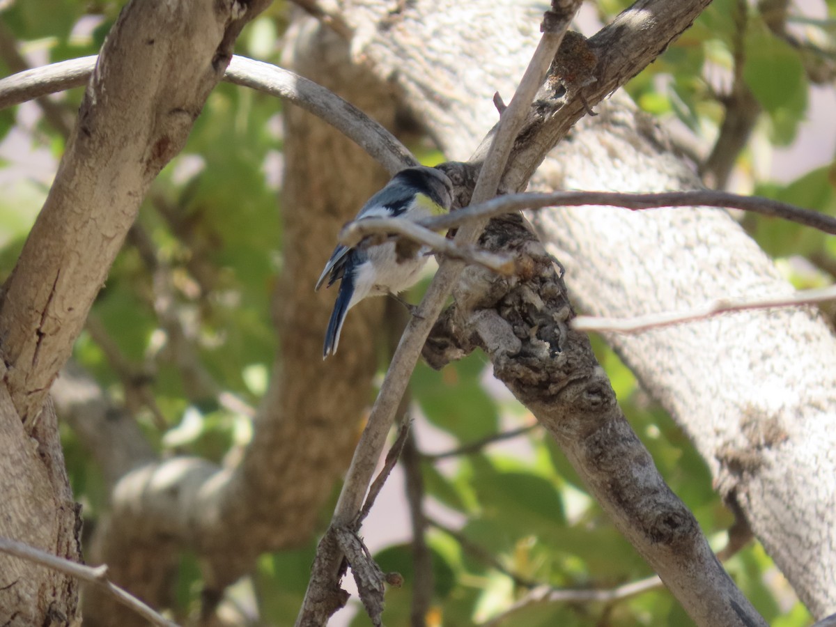 asurmeis (flavipectus gr.) (gulbrystmeis) - ML643954022